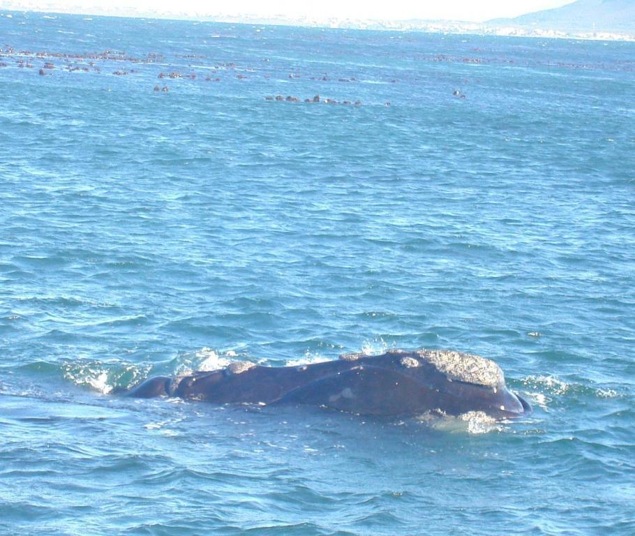 Villa Ocean Crest B&B Gansbaai Zewnętrze zdjęcie